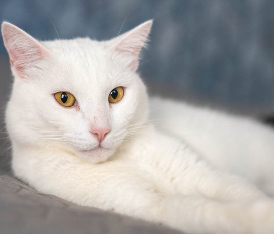 Fotografía de Gato Blanco