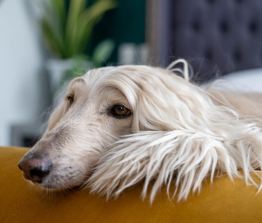 Fotografía de perro lanudo