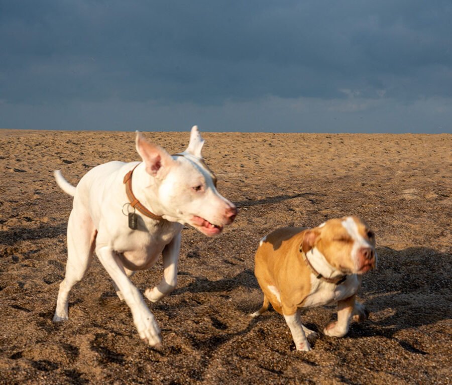 Jugando en la Playa